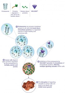 פעילות וולקייד